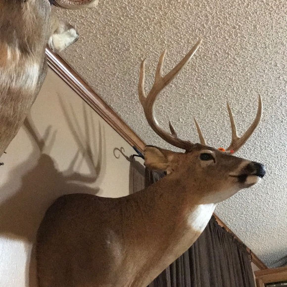 Meet your Posher, Jordan - Picture 1 of 1